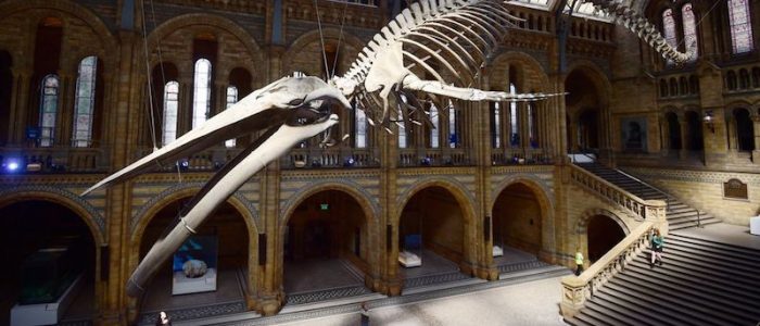 globedge-travel-london-natural-history-museum-blue-whale-3