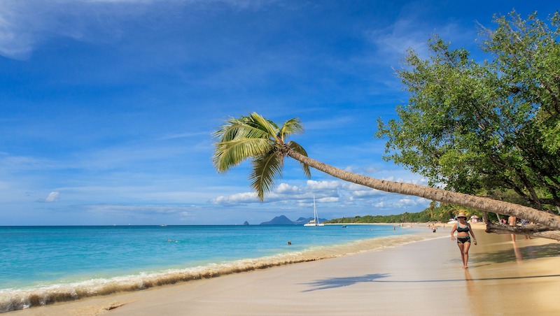 globedge-travel-martinique-beach-palm-tree