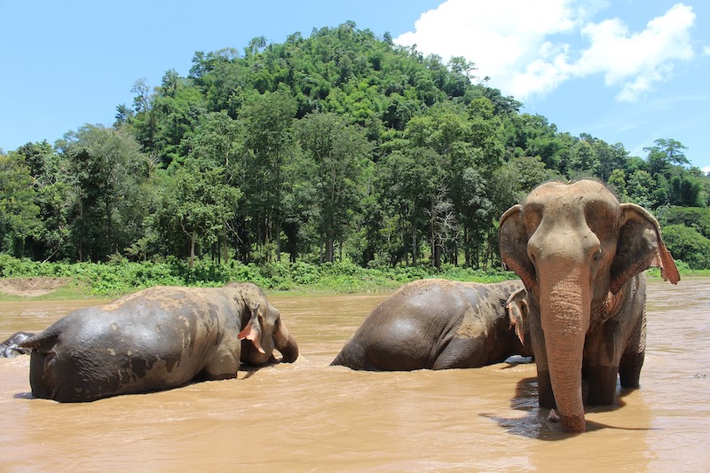 globedge-travel-thailand-chiang-mai-elephants